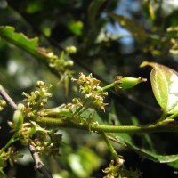 Celtis philippensis Blanco